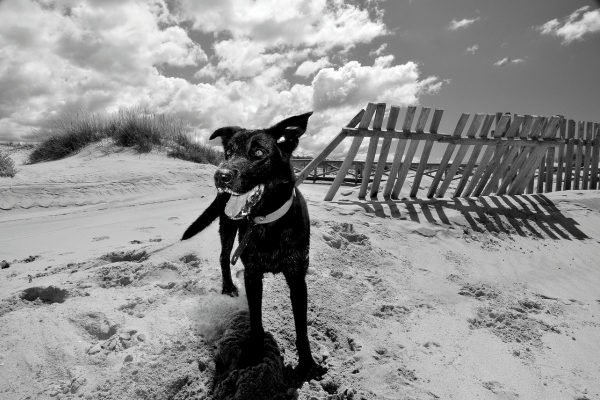 Pet cremation in San Antonio