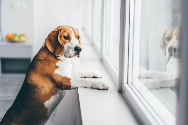 Pet cremation in Murfreesboro